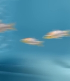00181.jpg