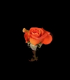 00055.jpg