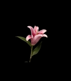 00101.jpg